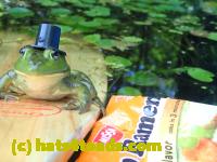 /home//u458753944/public_html/sourcegallery////Frogs/Bullfrogs 2016-08 Ontario/P8140116.JPG